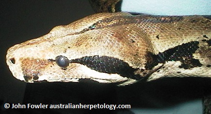 Red-tailed Boa Constrictor - Solomon